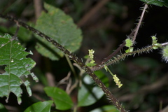 Girardinia diversifolia